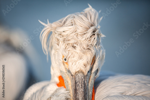 Obraz na plátne Extreme close-up portrait of a Dalmatian pelican (Pelecanus crispus) at Lake Kerkini, Greece