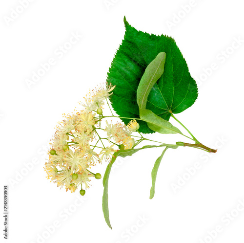 Linden flowers isolated on a white background, contour