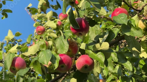 Apples fruits on tree in orchard.