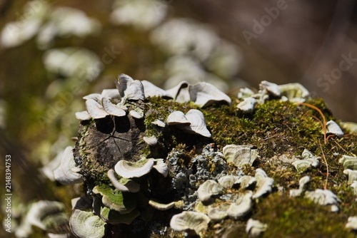 Konstfotografi Close-up view of white bracket fungi and green moss growing on a fallen tree log in a sunny forest