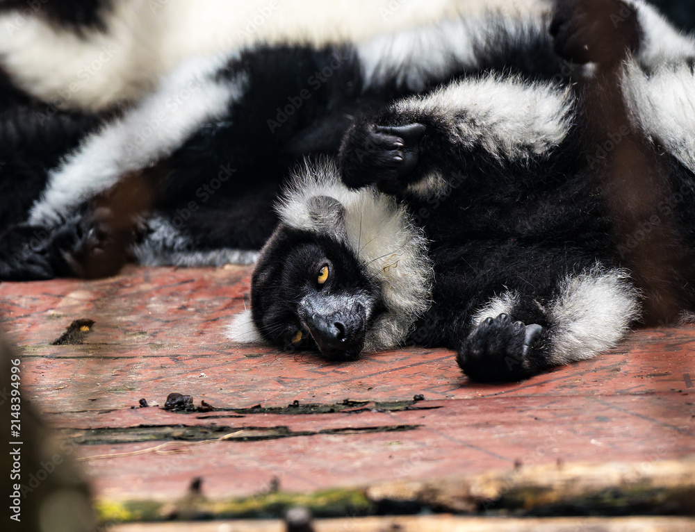 Fototapeta premium Relaxed Ruffed Lemur at Beijing Zoo