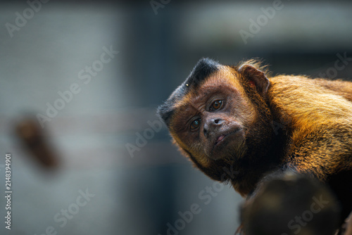 Foto Alert Black-capped Capuchin at Beijing Zoo