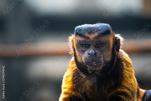 Fotografie Alert Black-capped Capuchin at Beijing Zoo