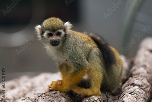 Photography Group of Squirrel Monkeys at Beijing Zoo
