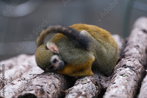 Photography Group of Squirrel Monkeys at Beijing Zoo