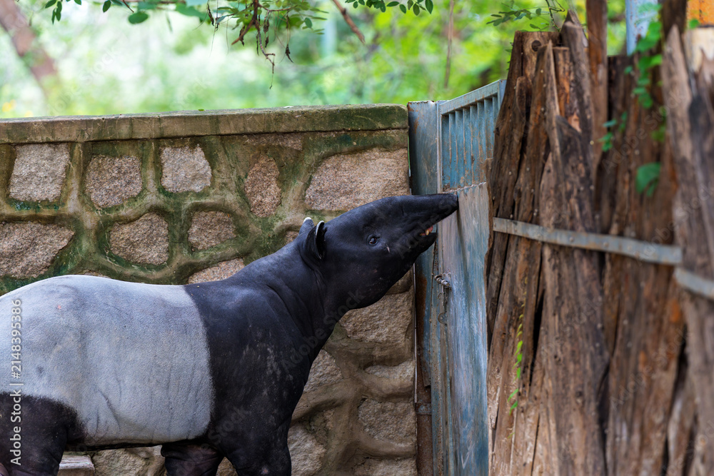 Fototapeta premium Black-and-white Malayan Tapir Close-up