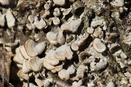 фотографія Close-up view of white bracket fungi and green moss growing on a fallen tree log in a sunny forest