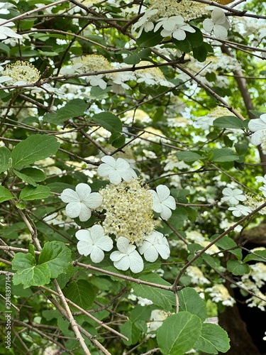 Obraz na plátne Delicate white viburnum snowball blossoms blooming among green leaves in springt