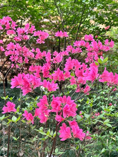 Fotografía Vibrant pink azalea flowers blooming densely on branches in a lush spring garden