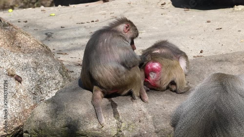 Hamadryas baboon, papio hamadryas, sitting together and grooming each other. Papio hamadryas is a species of baboon