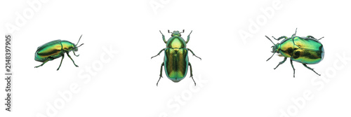 Konstfotografi Set of three shiny green iridescent june beetle insect isolated on white backgro