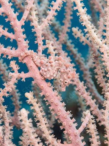 Pink Pygmy Seahorse Camouflaged on Gorgonian Coral
