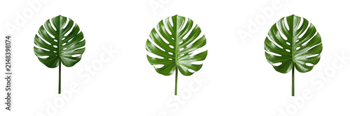 Quadro su tela Set of three green tropical monstera leaves isolated on white background cut out