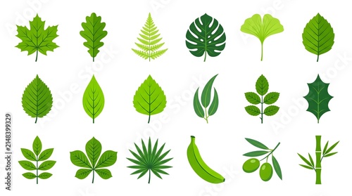 Collection of various green leaves and botanical elements isolated on a white background for design projects