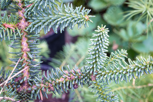 Konstfotografi Detailed capture of the waxy stiff green blue needles of a Spanish fir, Abies pi