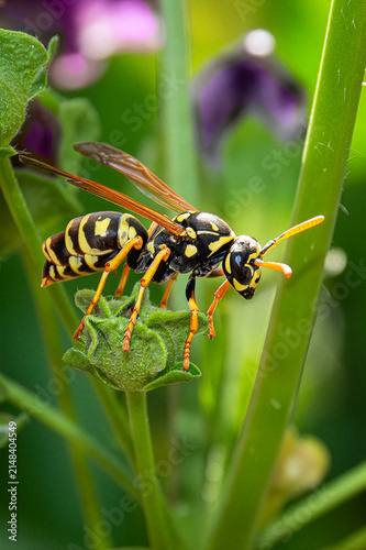 wasp on leaf