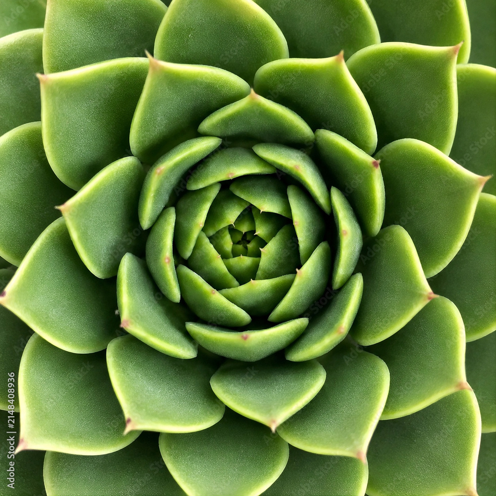 Obraz premium Close-up Top View of Green Succulent Plant Rosette Pattern