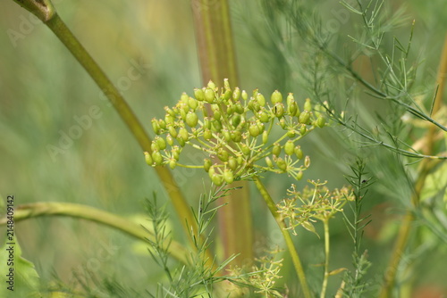 Delicate umbelliferous plant with soft green blurred botanical background