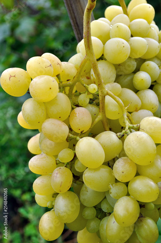 close-up of organically cultivated ripening grapes in the vineyard in summer day, vertical composition