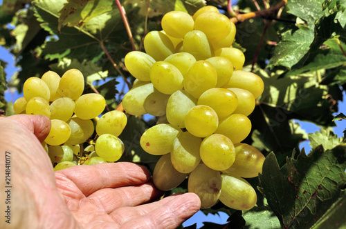 
gardener's hand showing condition of the growing grapevine in the vineyard in summer day, close-up