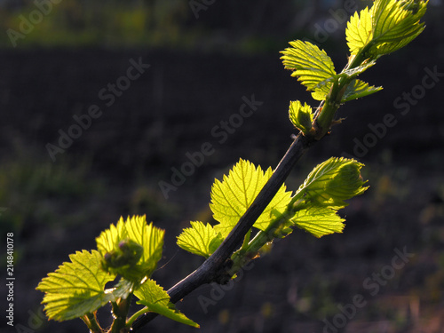  close-up of green grapevine sprig in backlit in the springtime