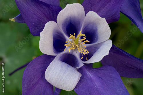 Purple and White Columbine Flower Macro Close Up