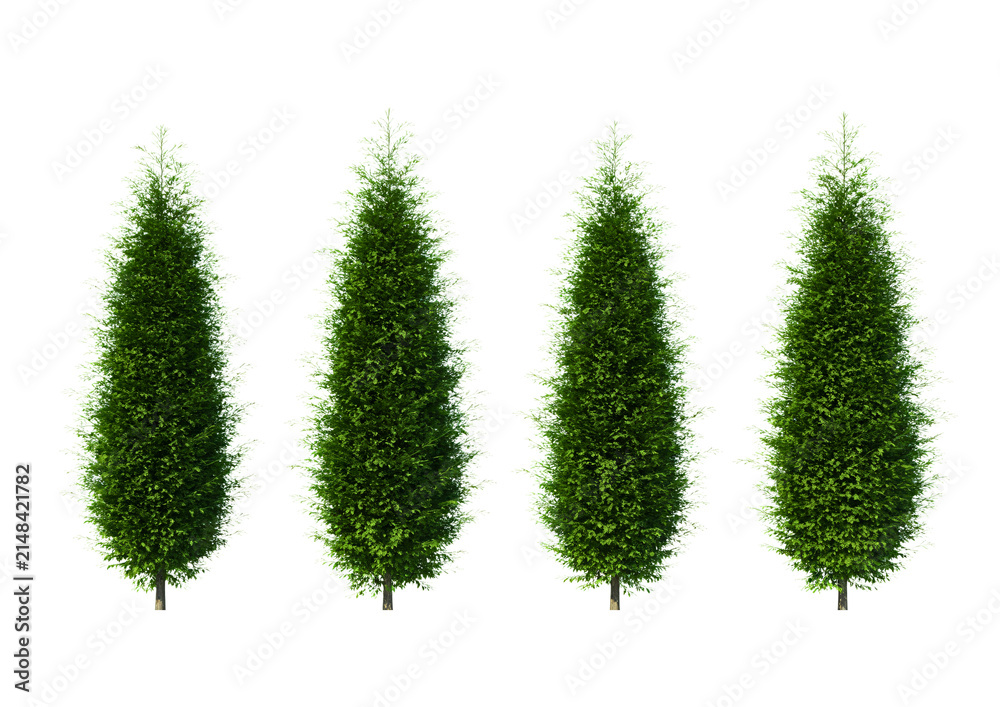 Obraz premium Set of Four Evergreen Cypress Trees Isolated on White Background