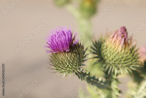 Fotografie Beautiful thistles plant growing against blurred background, closeup