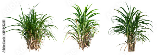 sugar cane collection PNG transparent 