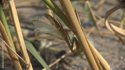 Brown morph praying mantis, Mantis religiosa, clinging head down on a dry reed stem with wings partly open, sunlit natural habitat, shallow depth of field