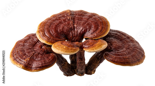 Beautiful brown reishi mushroom specimen showing texture for pharmaceutical and herbal medicine research.