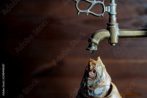 Dried fish under antique brass water tap concept. Closeup of dried cured fish head with open mouth under vintage bronze faucet with water drop on wooden background ecology thirst or survival concept