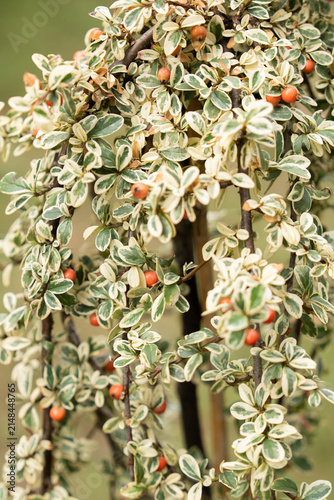 Variegated Swedish сotoneaster Juliette ornamental tree with red berries