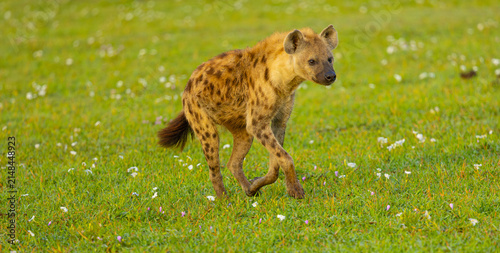 Bild auf Leinwand Spotted hyena running in the Western Serengeti