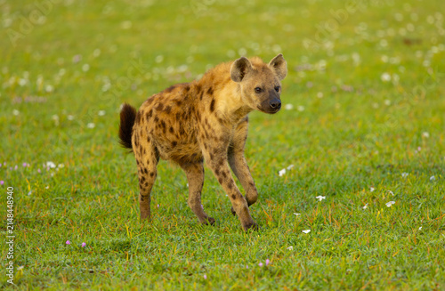 Foto Spotted hyena running in the Western Serengeti