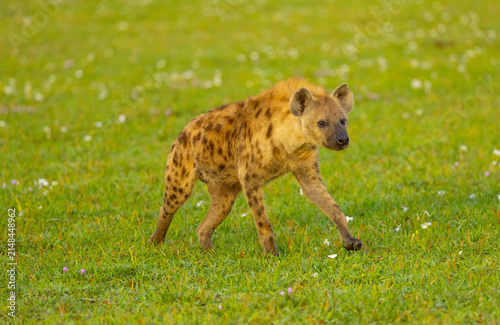 Fotografie Spotted hyena running in the Western Serengeti