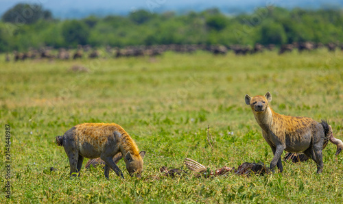 Obraz na płótnie Spotted hyena feeding in the Western Serengeti