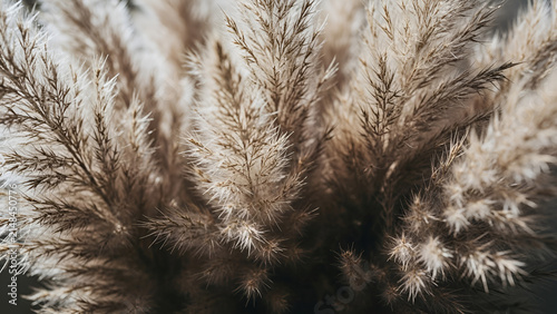 Dried pampas grass plumes showcase delicate feathery textures in soft natural lighting for organic home decor