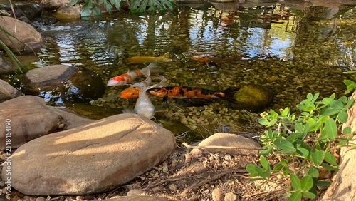 Peixes koi carpas laranja e branco nadando juntos em lago de jardim