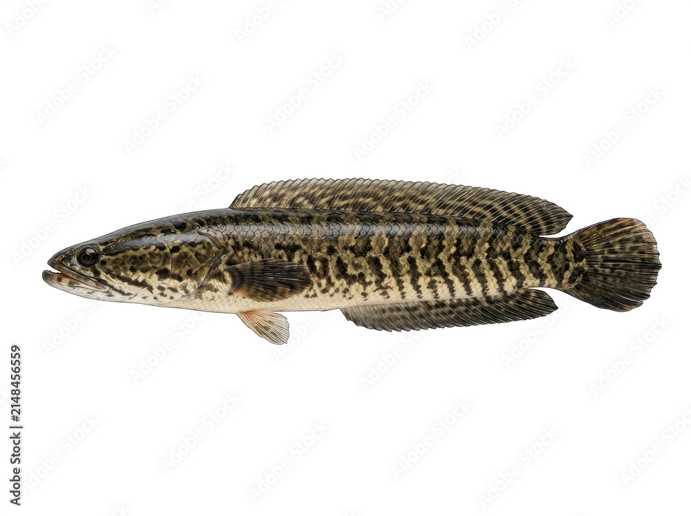 Fototapeta premium Northern snakehead fish channa argus freshwater predator detail with mottled skin pattern