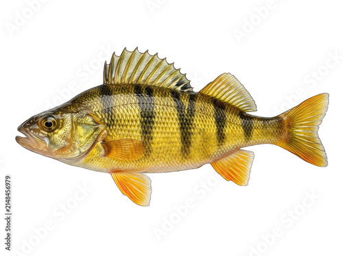 Yellow perch perca flavescens freshwater gamefish detail with dark vertical stripes