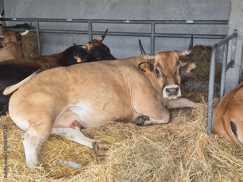 Vaca