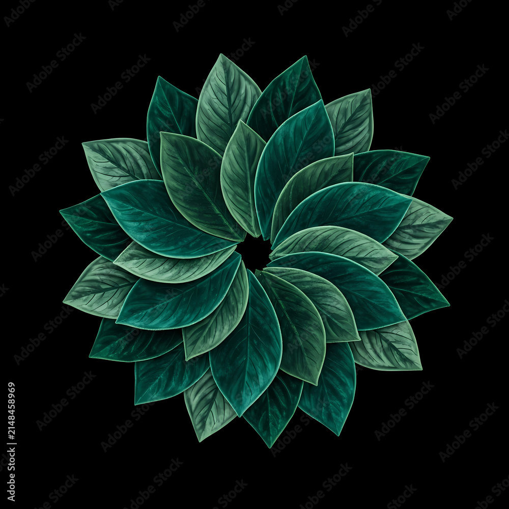 Obraz premium Circular mandala pattern made of fresh green leaves isolated on black background.