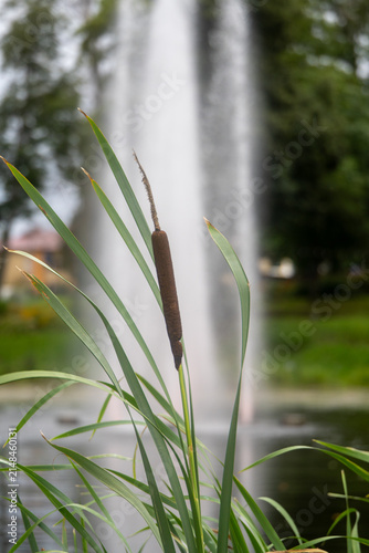 Obraz na plátně Common cattail reed with fountain water in urban park