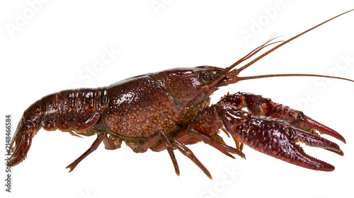 Canvas Print Dark red crawfish with prominent claws, isolated on transparent background