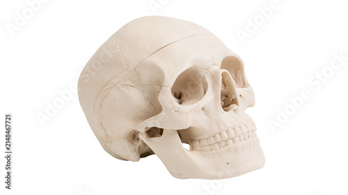 Фотография Human skull model with detailed bone structure, isolated on transparent backgrou