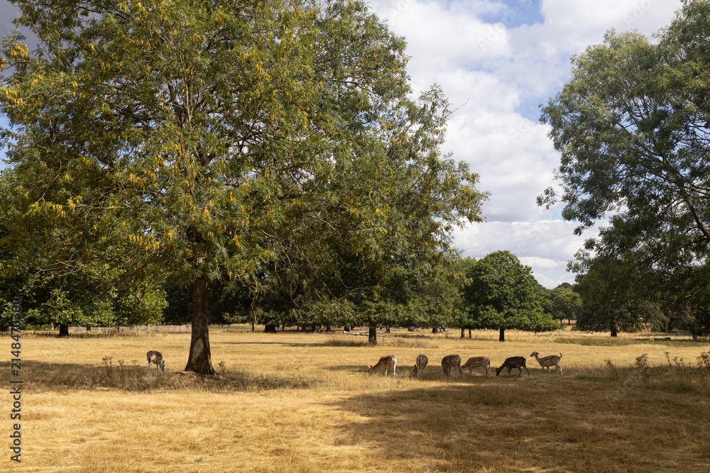 Fototapeta premium Deers in the forest park.Does in the Wollaton park in Nottingham.Drought, hot summer, and parched grass in the park.