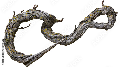 Fotografía Twisted gnarled dead tree branch with moss, isolated on transparent background