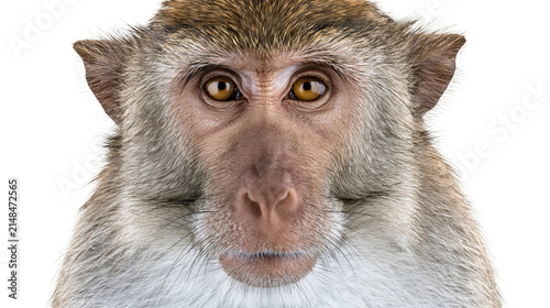Photography Close-up portrait of a monkey face with brown fur, isolated on transparent backg