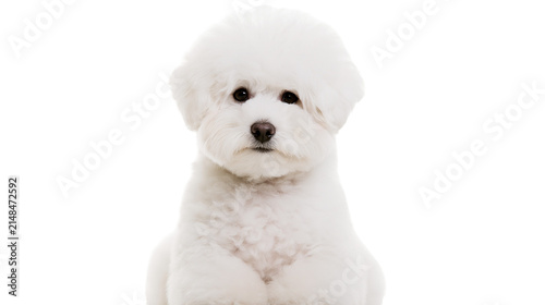 Konstfotografi Fluffy white Bichon Frise dog with dark eyes, isolated on transparent background